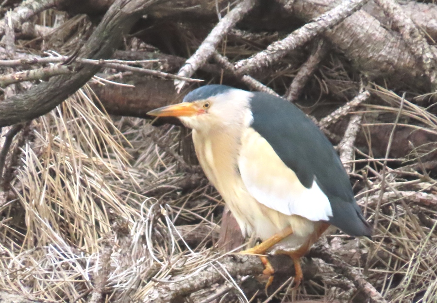 Little Bittern