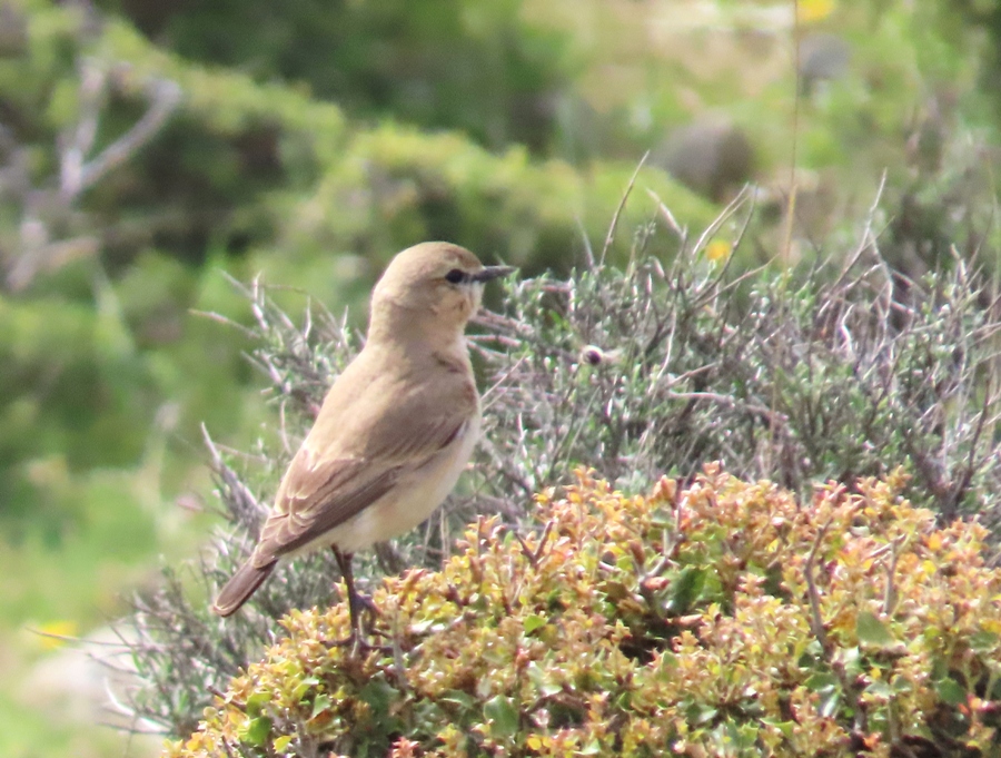 Isabelline Wheatear