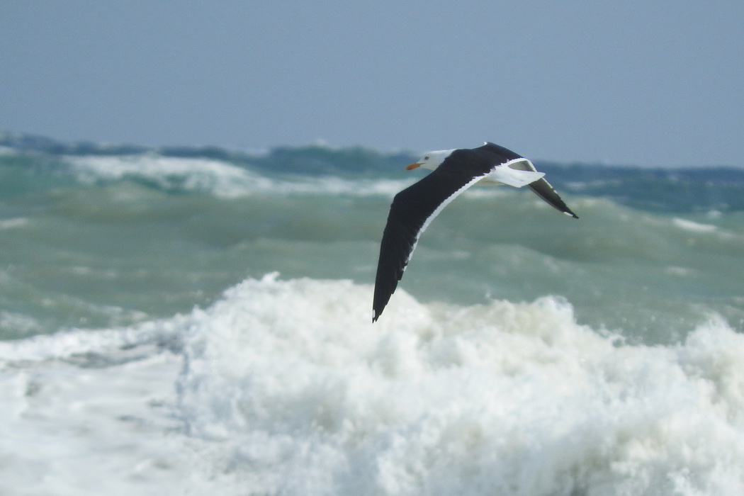 Lesser Black-backed Gull