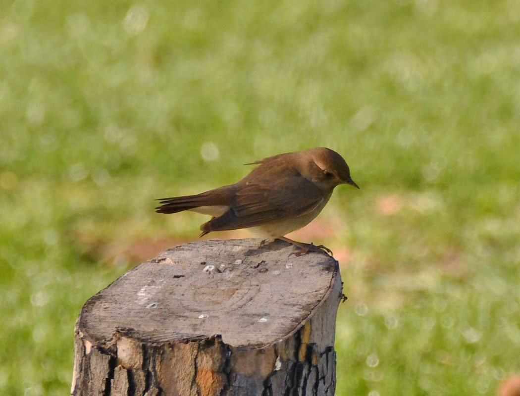 Marsh Warbler