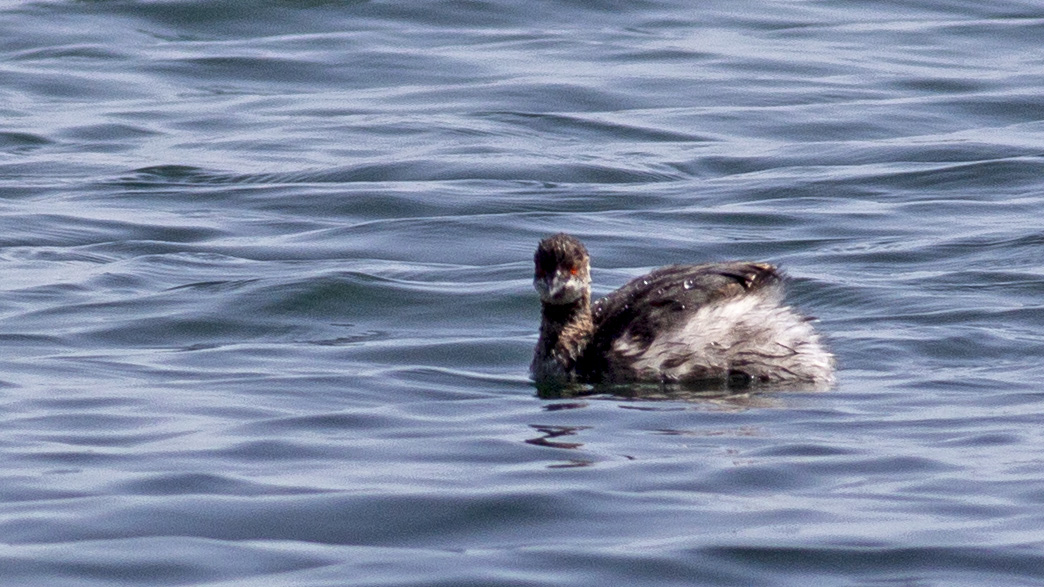 Black-necked Grebe
