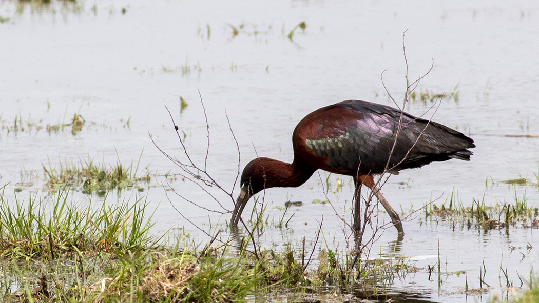 Glossy Ibis