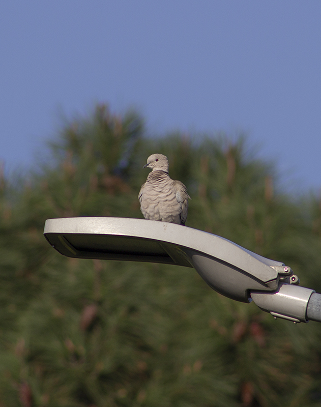 Eurasian Collared Dove