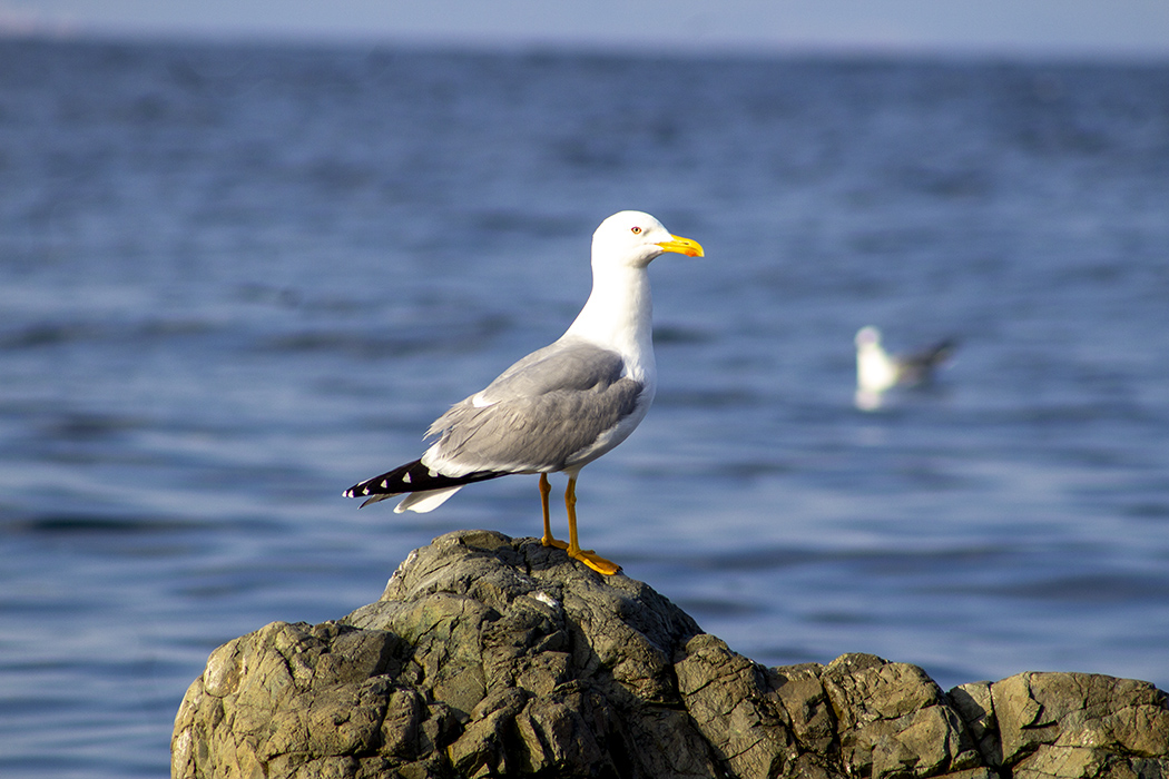 Yellow-legged Gull