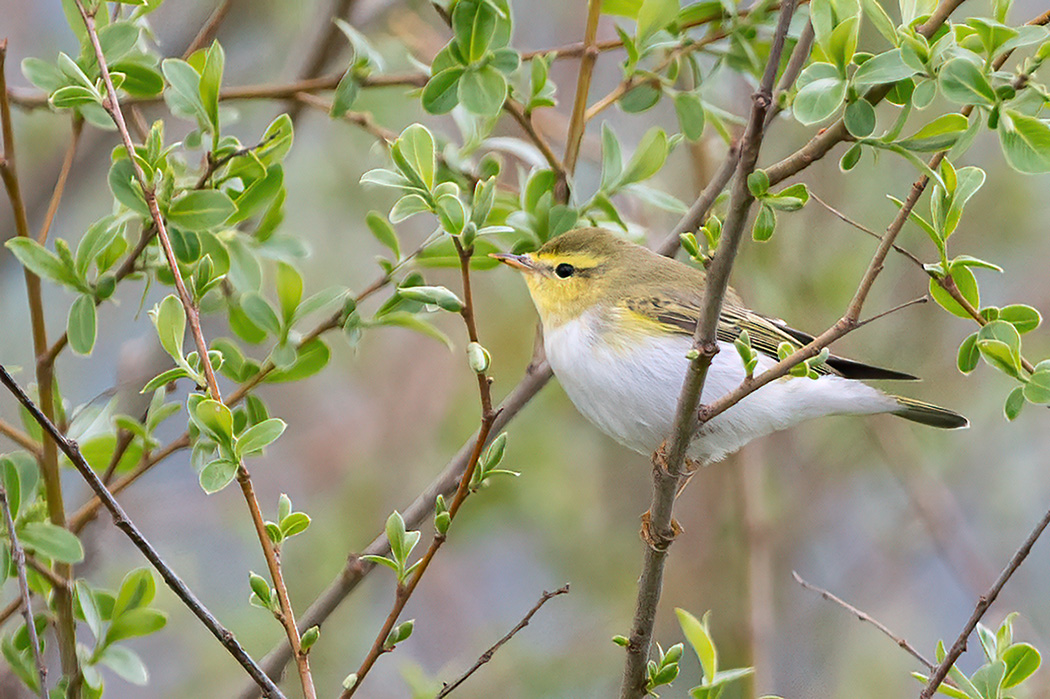 Wood Warbler