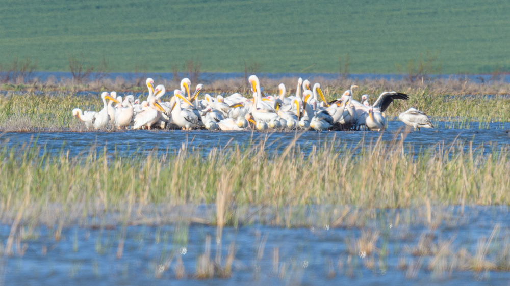 Great White Pelican