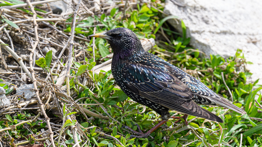 Common Starling
