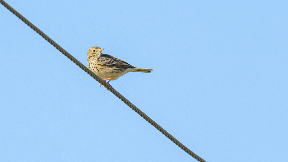 Meadow Pipit