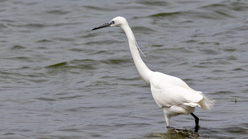 Little Egret