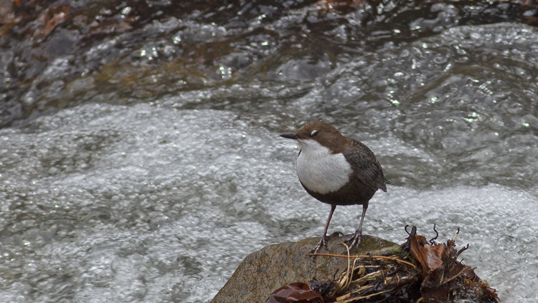 White-throated Dipper