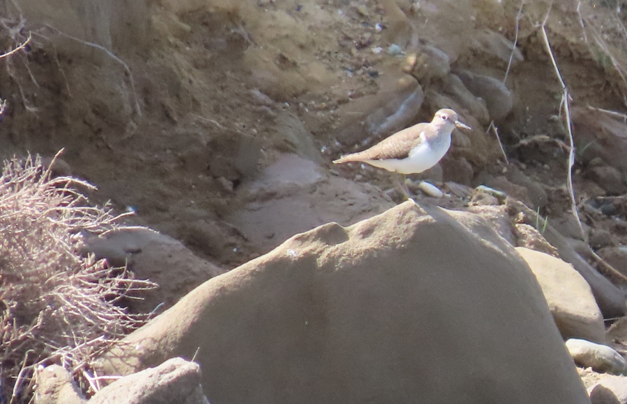 Common Sandpiper