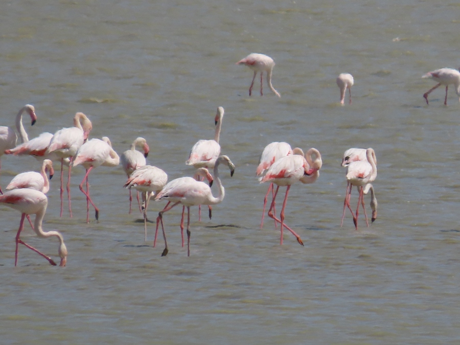 Greater Flamingo