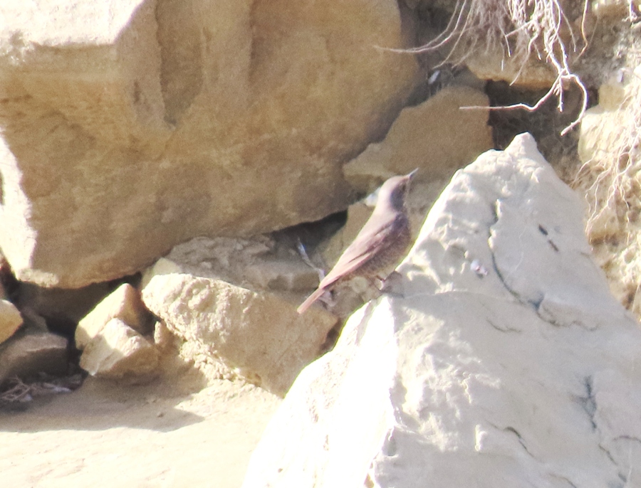 Blue Rock Thrush
