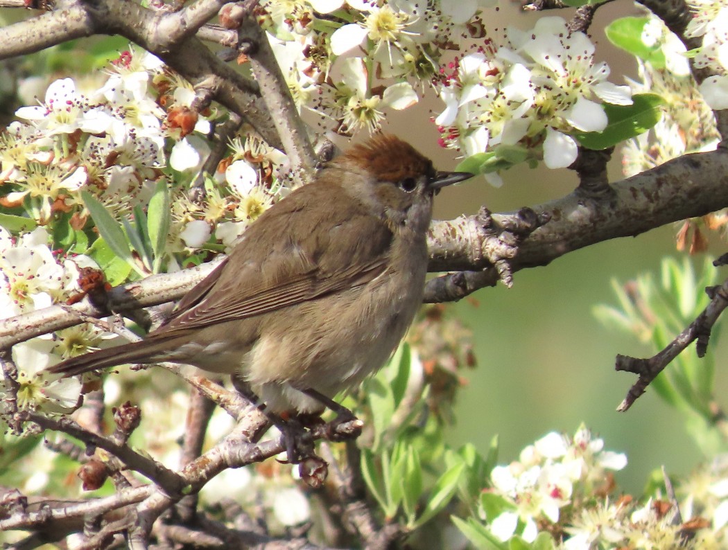 Eurasian Blackcap