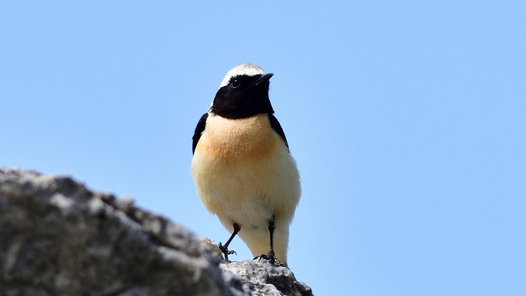 Black-eared Wheatear