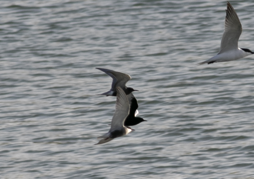 Black Tern
