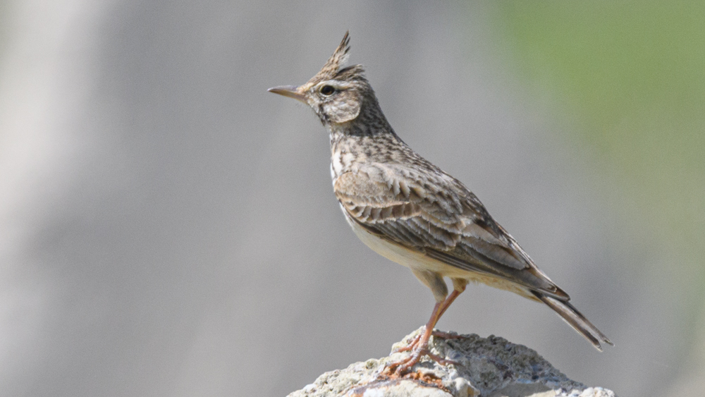 Crested Lark
