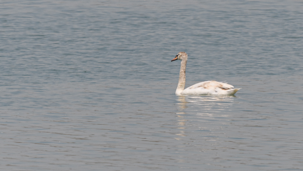 Mute Swan