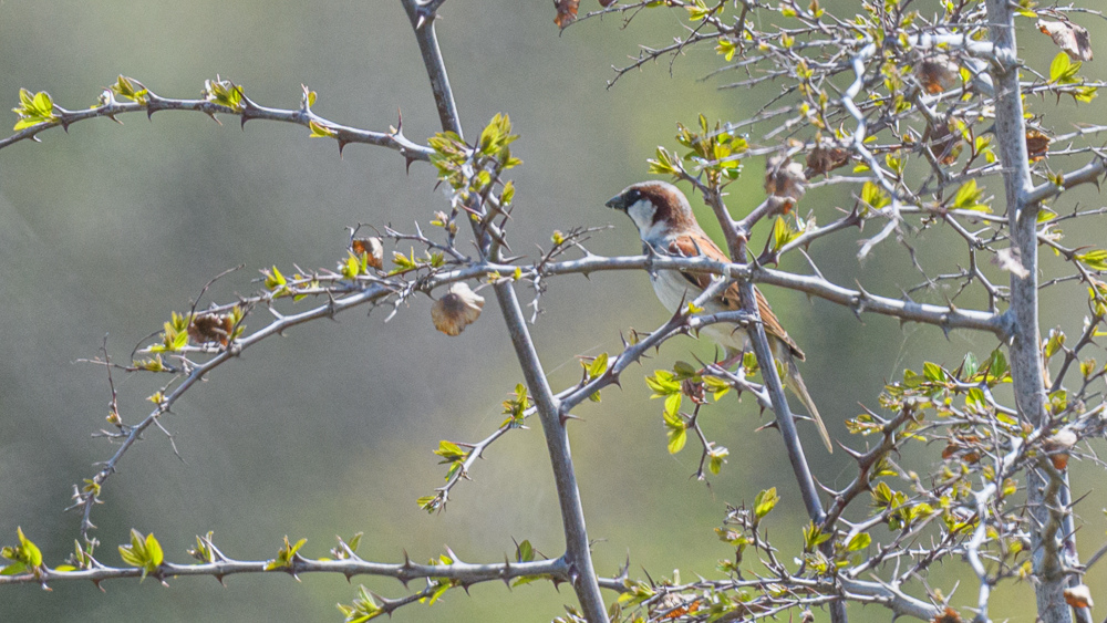 House Sparrow
