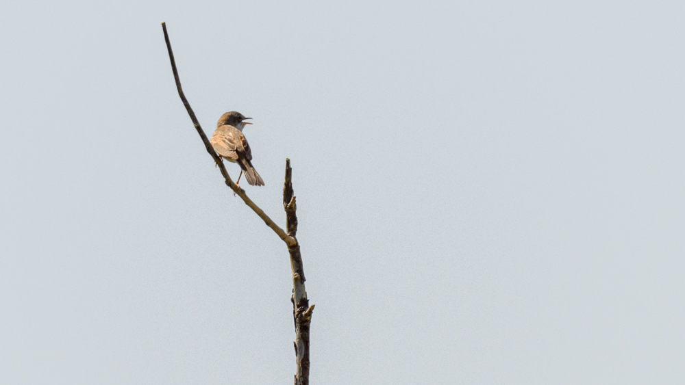 Common Whitethroat