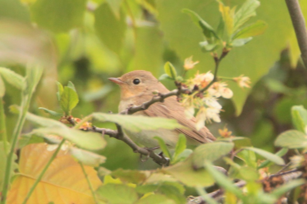 Red-breasted Flycatcher