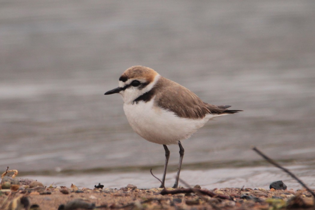 Kentish Plover