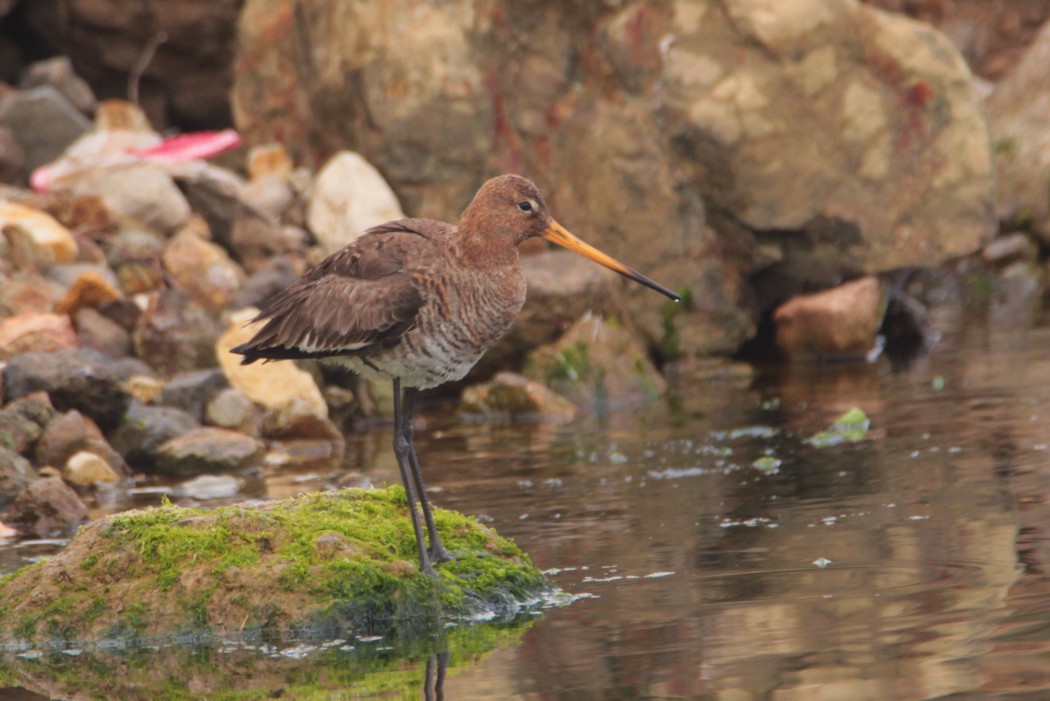 Black-tailed Godwit
