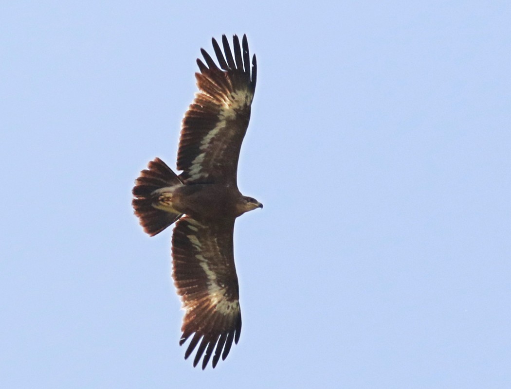 Steppe Eagle