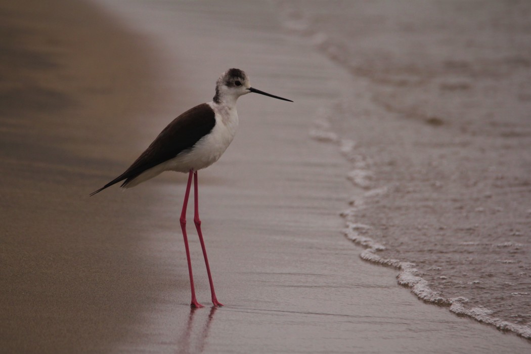 Black-winged Stilt