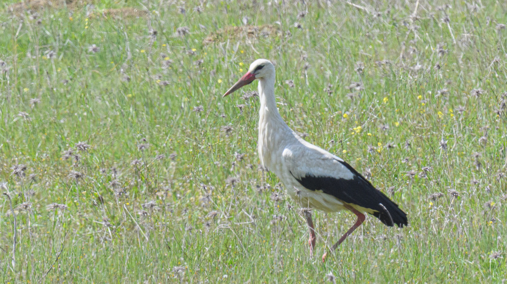 White Stork