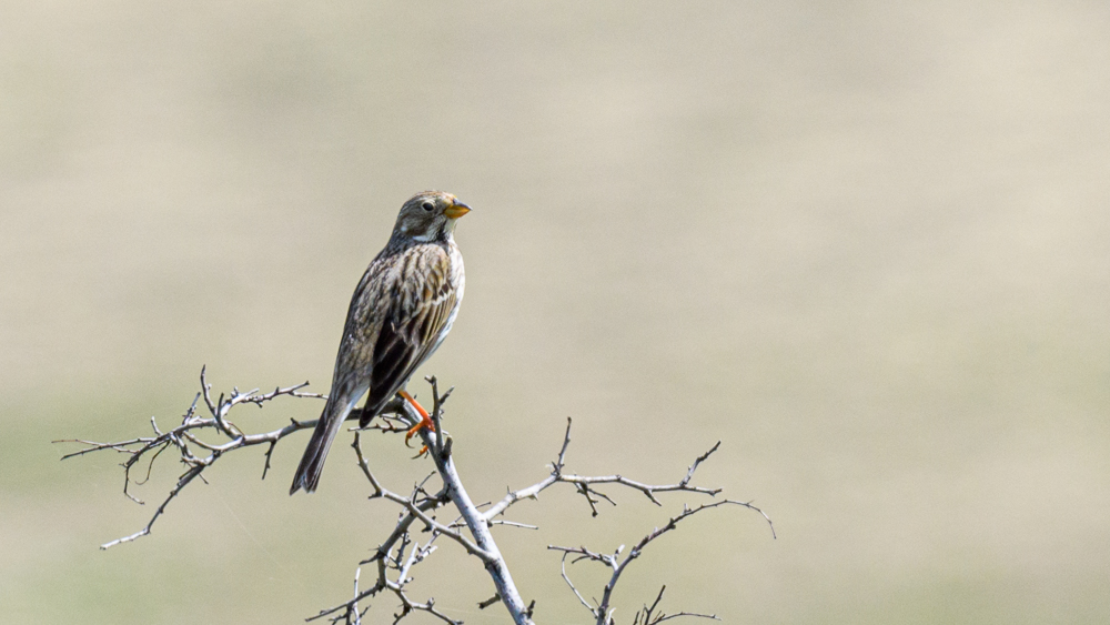 Corn Bunting