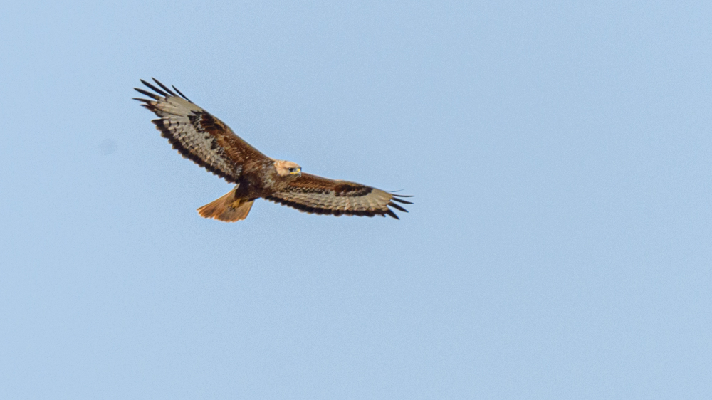 Long-legged Buzzard