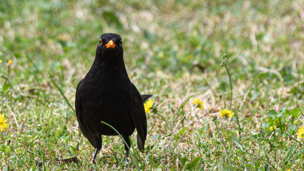 Common Blackbird