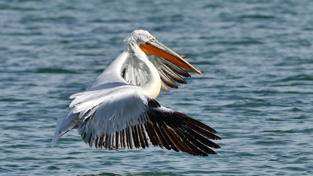 Dalmatian Pelican