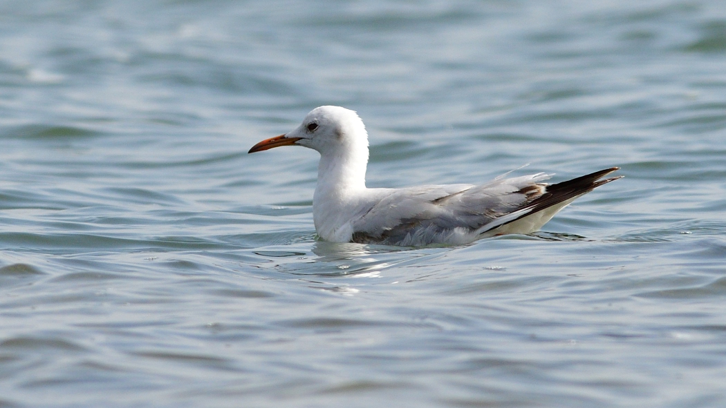 Slender-billed Gull