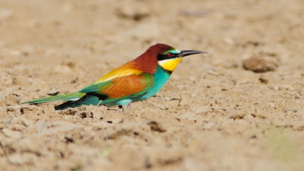 European Bee-eater