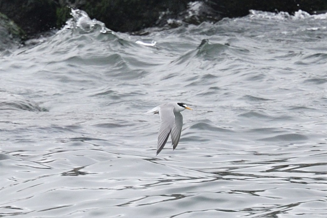 Little Tern