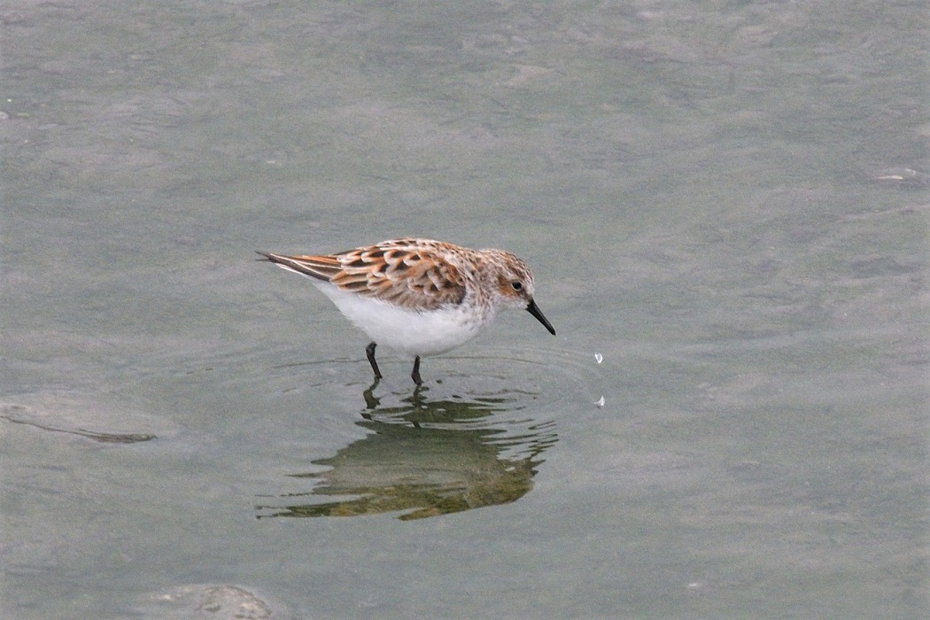 Little Stint