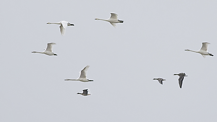 Lesser White-fronted Goose
