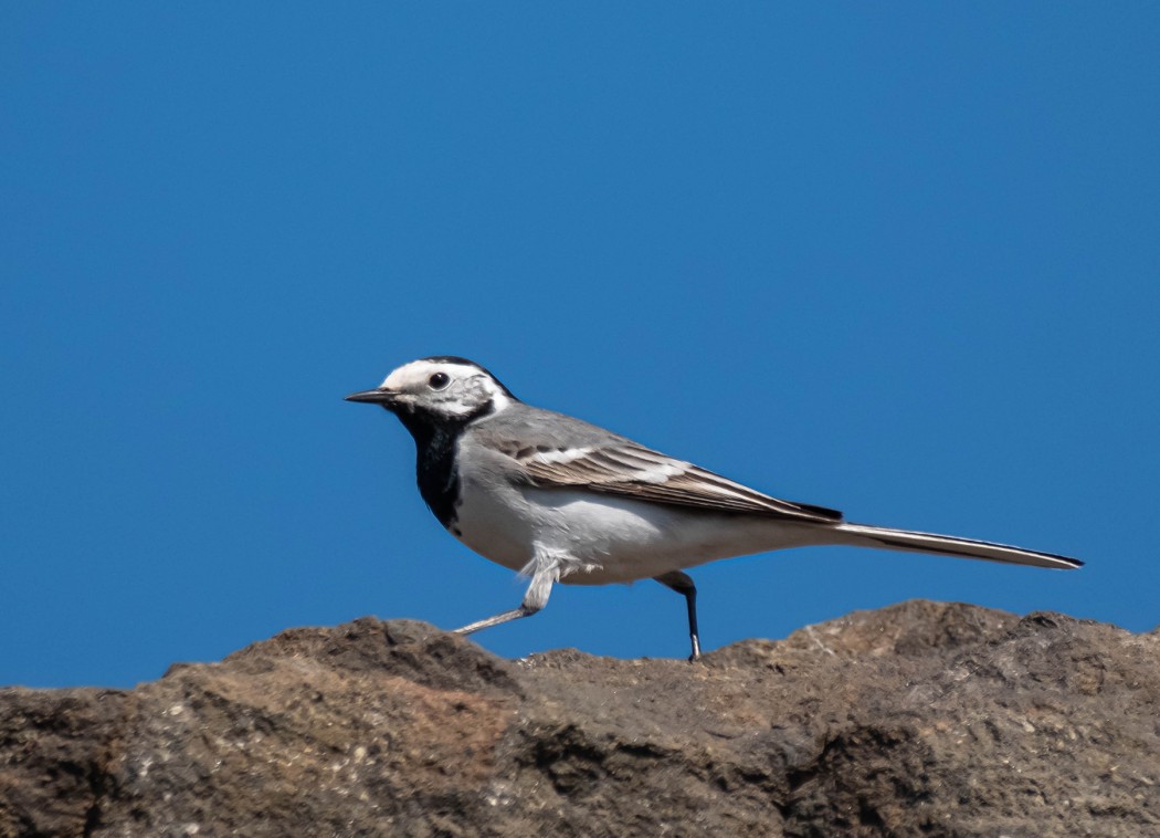 White Wagtail