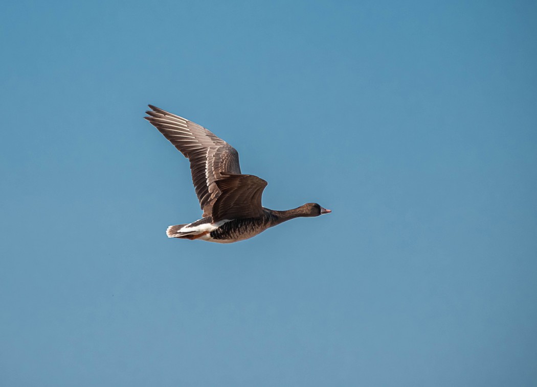 Greater White-fronted Goose