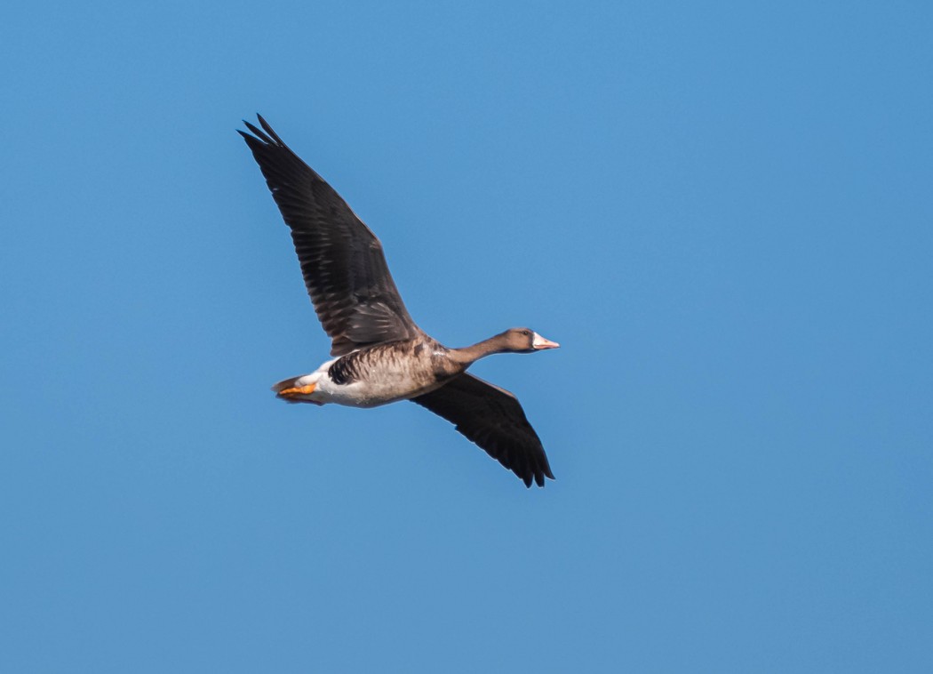 Greater White-fronted Goose