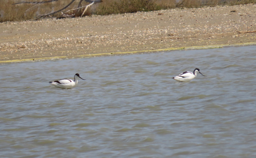Pied Avocet