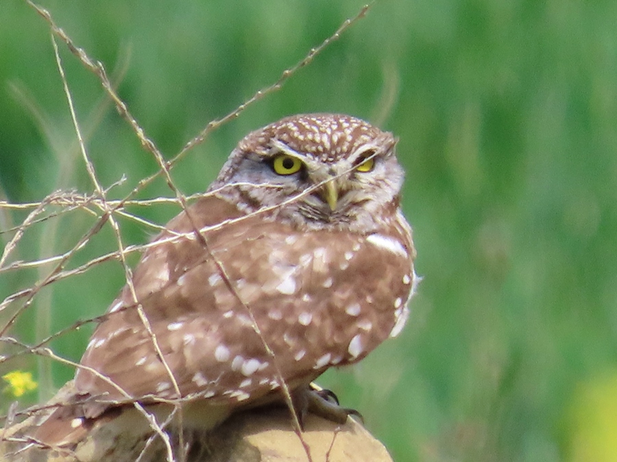 Little Owl