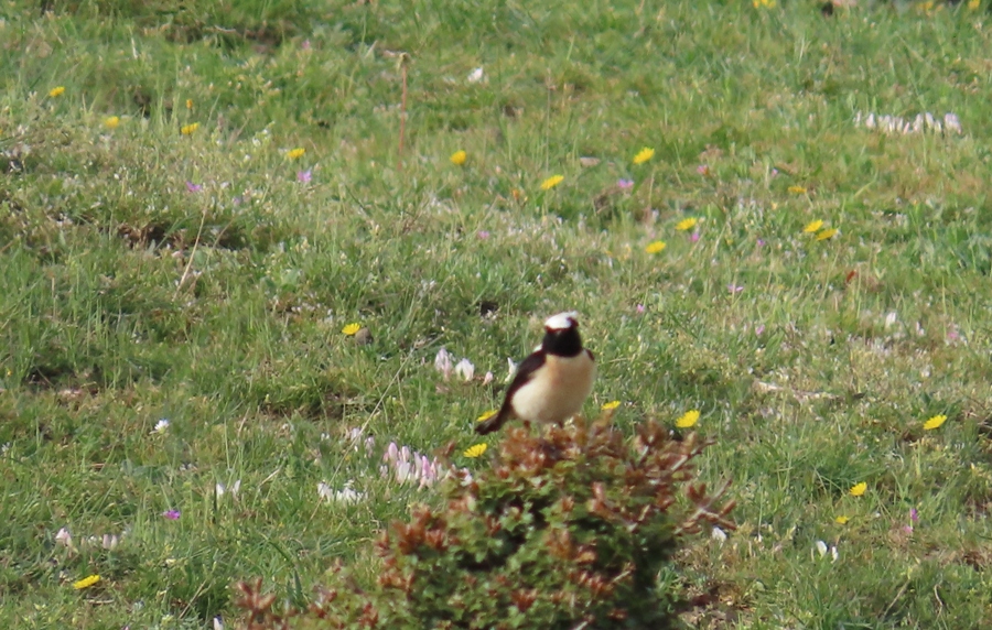 Black-eared Wheatear