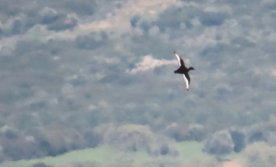 Ferruginous Duck