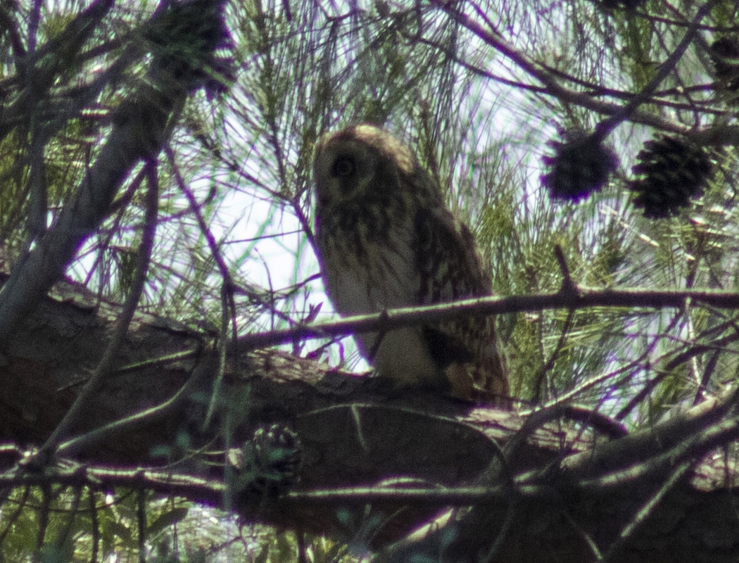 Short-eared Owl