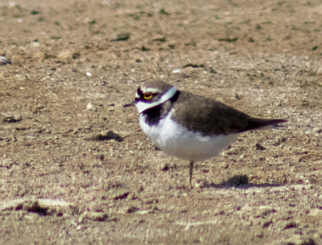 Little Ringed Plover