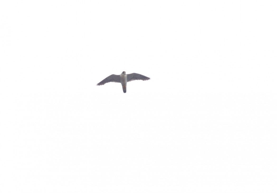 Peregrine Falcon