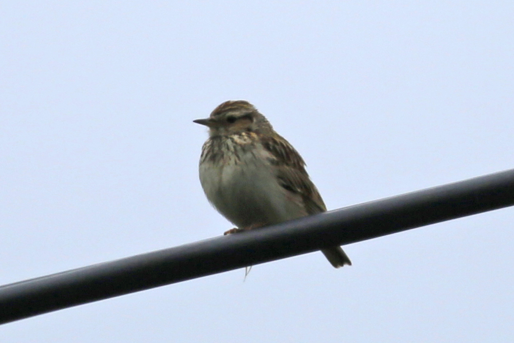 Woodlark